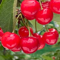 tilo (@tilo0811) 's Twitter Profile