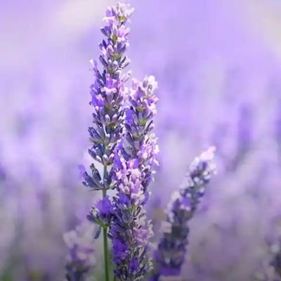 mallucd's profile picture. Cross dresser enthusiast