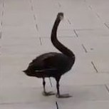 liluxiu1358649's profile picture. solix