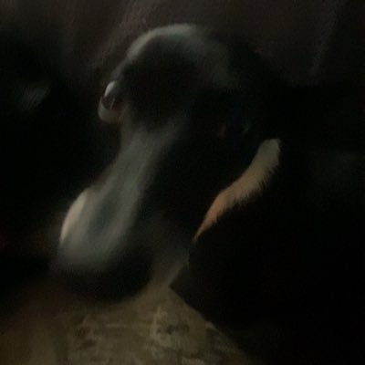 LitzyPina2's profile picture. 