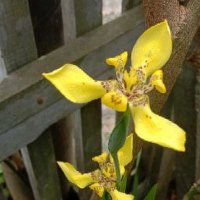 Muhammad Husaini (@mhusaini091203) 's Twitter Profile