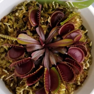 食虫植物のハエトリソウをほそぼと育てています。最近はホームセンター物を集めて楽しんでます。