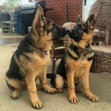 Do you love #germanshepherd 
Then follow us!!
No matter how you're feeling, a little #germanshepherd gonna love you.”