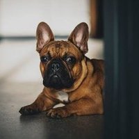 french_bulldog(@frenchbull63093) 's Twitter Profile Photo