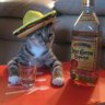 __nuts7's profile picture. script kitty