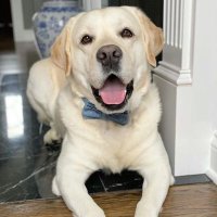 Labrador lovers(@Labrador_lover4) 's Twitter Profile Photo