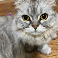 天羽 まさと💎 (@masato89090tian) Twitter profile photo