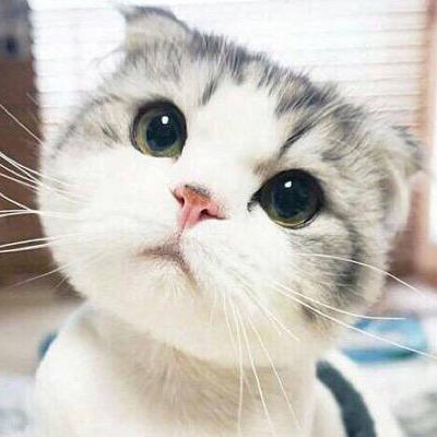 Meowmeowwwooo's profile picture. 只是一隻貓