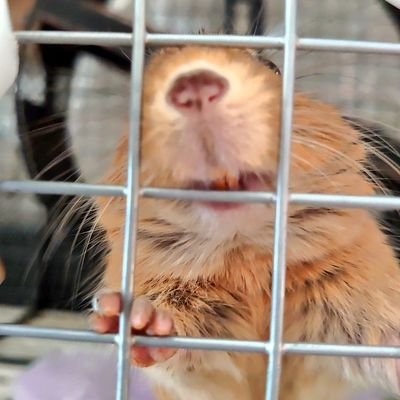 小動物 寝袋・ﾍﾞｯﾄﾞ作ってます☺️

【ﾃﾞｸﾞｰ】5匹【ﾁﾝﾁﾗ】2匹【ｽﾃｯﾌﾟﾚﾐﾝｸﾞ】3匹【ｼﾞｬﾝﾊﾑ】3匹【ｼﾞｬｰﾋﾞﾙ】【ﾒﾀﾞｶ】【ｸﾞｯﾋﾟｰ】【ﾍﾞﾀ】