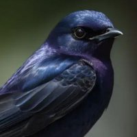 ヤタちゃん🐦‍⬛ (@kroitori_san) Twitter profile photo