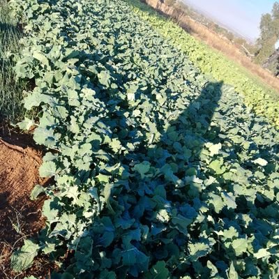 Am an agri-preneur. Give me business not pity!!