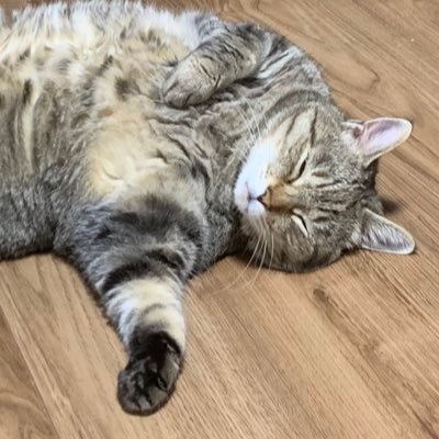 liv_ssbu's profile picture. 猫