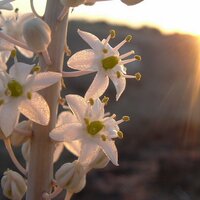 Anton Vaks (@vakstwit) 's Twitter Profile