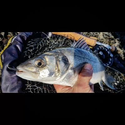 Aries_Angler's profile picture. You'll find me mostly on Instagram, taking pictures of fish.