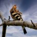 DawaHudhud (@dawahudhud) Twitter profile photo DawaHudhud (@dawahudhud) Twitter profile photo