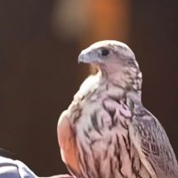 Ahmed M Z (@a_7_7m) 's Twitter Profile