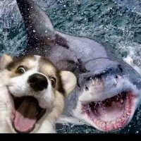Laughing (@laughingx7) 's Twitter Profile