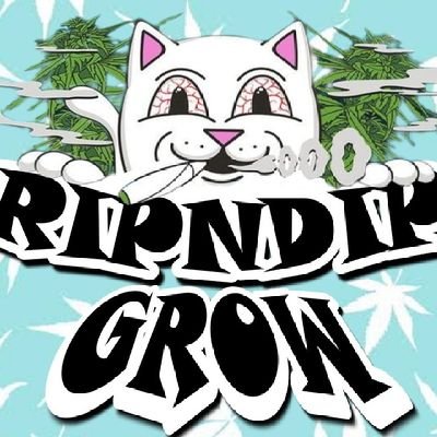 RIPNDIP GROOW is a project developed on Binance Smart Chain (BSC) and its goal is to provide unique benefits and experiences for all members