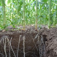 AgMicro-Lab (@agmicro_lab) 's Twitter Profile Photo