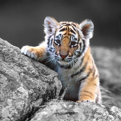 Ref0rce's profile picture. 