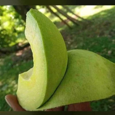 RaphaelRegnold's profile picture. Soccer Premier League