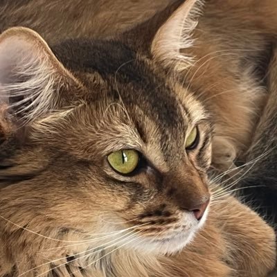 ska_nekoo's profile picture. iOS Developer