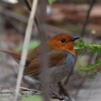 カメラ初心者。ぽんこつ大学院生。鳥以外もたまに上げます。