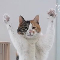 にし (@withni4) 's Twitter Profile