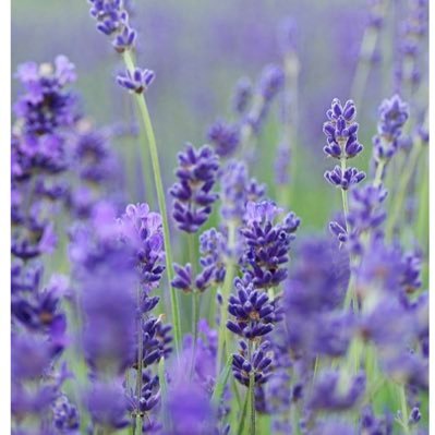 Hiyori3861814's profile picture. ✣自分らしく生きる☆しんどい時は深呼吸3回((๑✧ꈊ✧๑) 夢に向かってまっしぐら✦止まるわけにはいかんのだ