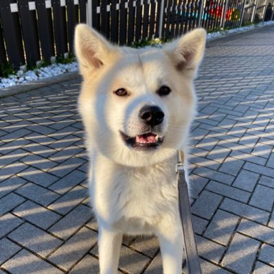Dani 🐕 R.I.P. 27.1.2007-25.12.2020 ❤️🖤🌈 forever in my heart ♥️. welcome Sayuri born 31.12.2020♥️. Germany 🇩🇪