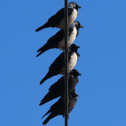 関東近辺で生物観察してる中学生です(特に昆虫と野鳥)、
無言フォロー失礼します。