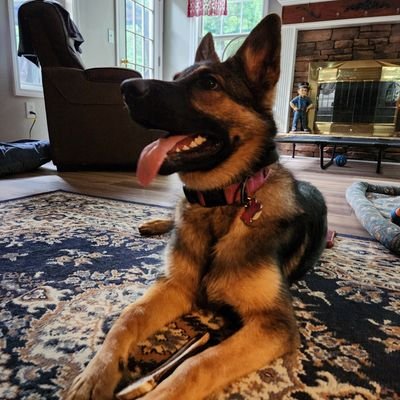 dkpd1313's profile picture. Law enforcement Watch Commander, firearms instructor and competitive shooter (Retired) and proud USAF veteran.