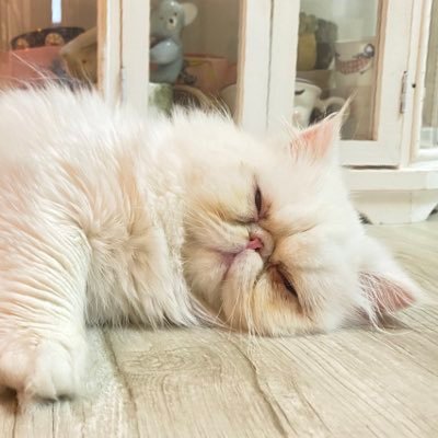 supercutemelody's profile picture. エキゾチックショートヘアのメロディーちゃんの記録✍️🐈 2022/11/12生まれ 無言フォロー失礼します🙇🏻‍♀️