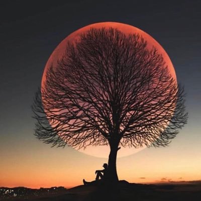 DarulKeyf's profile picture. 