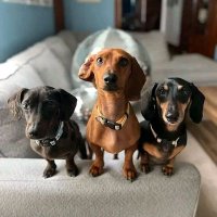 Dachshund Lover Community(@DachshundL60162) 's Twitter Profile Photo