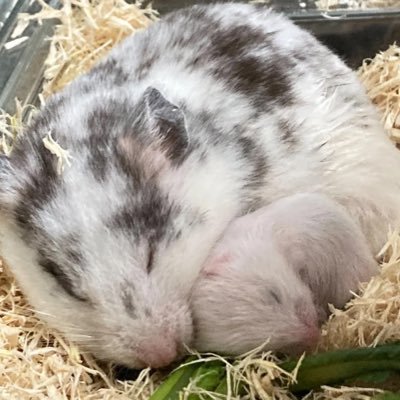 hLE1OnLdSkMaoEF's profile picture. 🐖🐇/腕、膝小僧、三白眼愛好家/ゆる〜く気ままに心の丈を置いていきます/istp-a