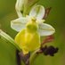 Wild Orchids UK & Ireland (@ukorchids) Twitter profile photo