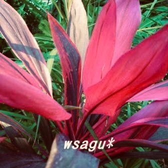wsagu's profile picture. 