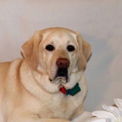 laxjon0011's profile picture. 