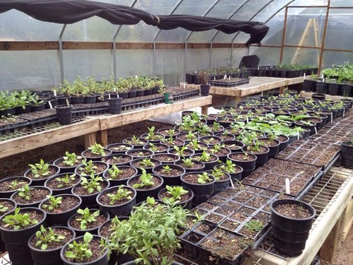 HillCountryNatv's profile picture. Permaculture-focused Central Texas nursery, engaged in propagating native plants and Edible Forest Gardens.