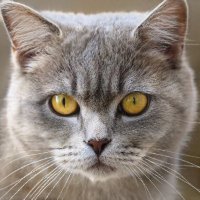 JD Hawk Art (@changf05ao) 's Twitter Profile