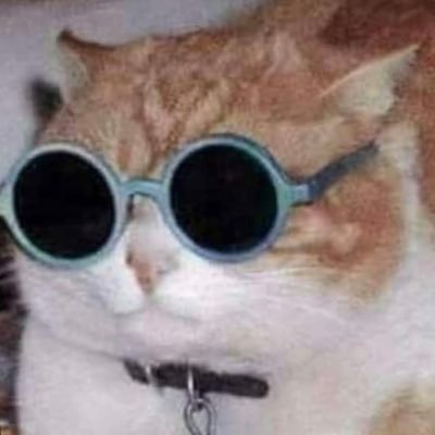 cat with sunglasses on the internet that happen to snort coke with hunter.