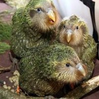 kakapodisco (@kakapodisco) 's Twitter Profile
