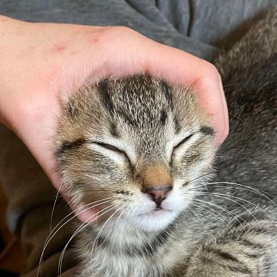 ProjectCastform's profile picture. castform meta when?