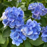 ます (@jn_mnd_56) 's Twitter Profile