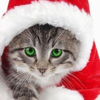 KITZY (@cantstoptruth2) 's Twitter Profile
