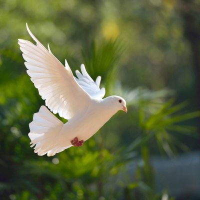 @sairakh5