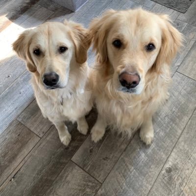 We are golden retriever doggos. Our Mama is @smwgilbert.