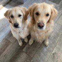 Grady & Penny the Goldens(@GradyAndPenny) 's Twitter Profile Photo