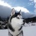 Hilts_the_Husky (@hilts_the_husky) Twitter profile photo Hilts_the_Husky (@hilts_the_husky) Twitter profile photo